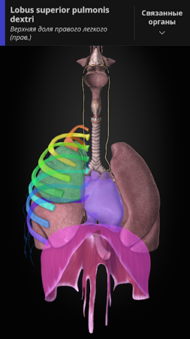 Anatomyka - скриншот 5